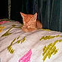 kitten, cat, sleeping, orange_cat, blanket, patterned_blanket, cozy, indoor, cute, small, feline, resting, fur, animal, pet, domestic_cat, cute_pet, quiet, peaceful, soft