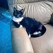 Oreo joined the competition — help win amazing prizes! cat, tuxedo_cat, feline, pet, animal, leather_chair, armrest, indoor, carpet, rug, black_and_white, relaxed, resting, fur, whiskers, ears, home_interior, cozy, sitting, mammal