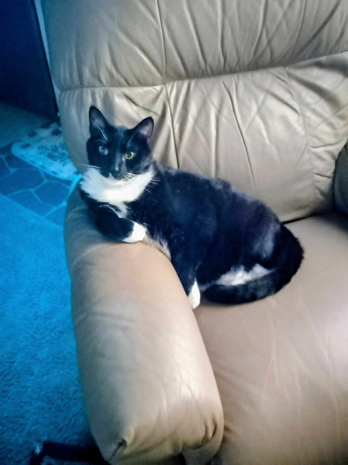 Oreo