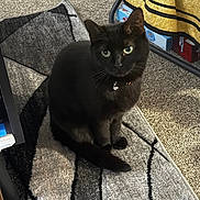 Stella is registered to the contest to win money with this photo: cat, black_cat, pet, indoor, carpet, rug, collar, bell, feline, animal, curious, sitting, floor, home, cozy, yellow_blanket, furniture, box, closeup, green_eyes