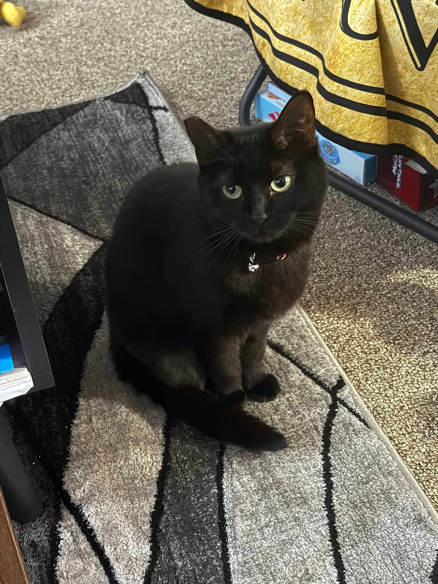 Stella is registered to the contest to win money with this photo: cat, black_cat, pet, indoor, carpet, rug, collar, bell, feline, animal, curious, sitting, floor, home, cozy, yellow_blanket, furniture, box, closeup, green_eyes