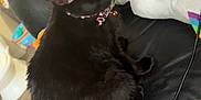 Stella is registered to the contest to win money with this photo: black_cat, cat, indoor, leather_couch, plush_toy, rainbow, tattoo, blanket, pink_clothing, furniture, pet, animal, soft_toy, domestic_cat, relaxing, home, cozy, seated, collar, colorful