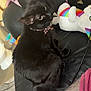 black_cat, cat, indoor, leather_couch, plush_toy, rainbow, tattoo, blanket, pink_clothing, furniture, pet, animal, soft_toy, domestic_cat, relaxing, home, cozy, seated, collar, colorful