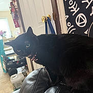 Stella joined the competition — help win amazing prizes! black_cat, cat, pet, indoor, leather_couch, collar, door, decoration, fabric, home_interior, animal, feline, fur, whiskers, sitting, meowing, pink_collar, window, floor, household