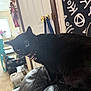 black_cat, cat, pet, indoor, leather_couch, collar, door, decoration, fabric, home_interior, animal, feline, fur, whiskers, sitting, meowing, pink_collar, window, floor, household