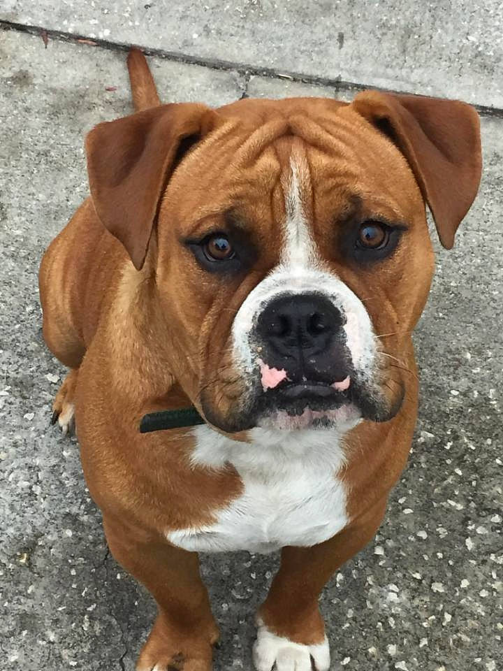 Buford joined the competition — help win amazing prizes! american_bulldog, american_pit_bull_terrier, ancient_dog_breeds, boxer, bulldog, canidae, carnivore, companion_dog, dog, dog_breed, fawn, mammal, molosser, old_english_bulldog, olde_english_bulldogge, rare_breed_dog, snout, sporting_group, valley_bulldog, vertebrate