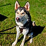 Oakley is registered to the contest to win money with this photo: dog, husky, blue_eyes, grass, leash, outdoor, pet, canine, animal, sitting, sunlight, ears_up, fur, collar, nature, daylight, alert, portrait, muzzle, snout