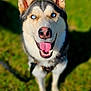 Oakley joined the competition — help win amazing prizes! dog, husky, blue_eyes, tongue_out, happy, outdoor, grass, pet, canine, animal, smiling, ears_up, sunlight, shadow, muzzle, fur, collar, leash, close_up, portrait