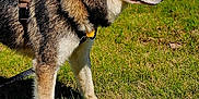 Oakley is registered to the contest to win money with this photo: dog, husky, animal, pet, outdoor, grass, harness, canine, mammal, alert, standing, daylight, nature, field, fur, ears, nose, side_view, vehicle, blue_car