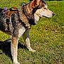 dog, husky, animal, pet, outdoor, grass, harness, canine, mammal, alert, standing, daylight, nature, field, fur, ears, nose, side_view, vehicle, blue_car