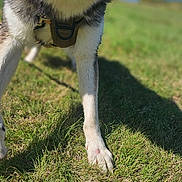 Oakley is registered to the contest to win money with this photo: dog, tongue, front_legs, fur, grass, outdoor, daylight, shadow, blue_sky, close_up, playful, canine, nature, pet, animal, walking, sunny, leash, harness, focus