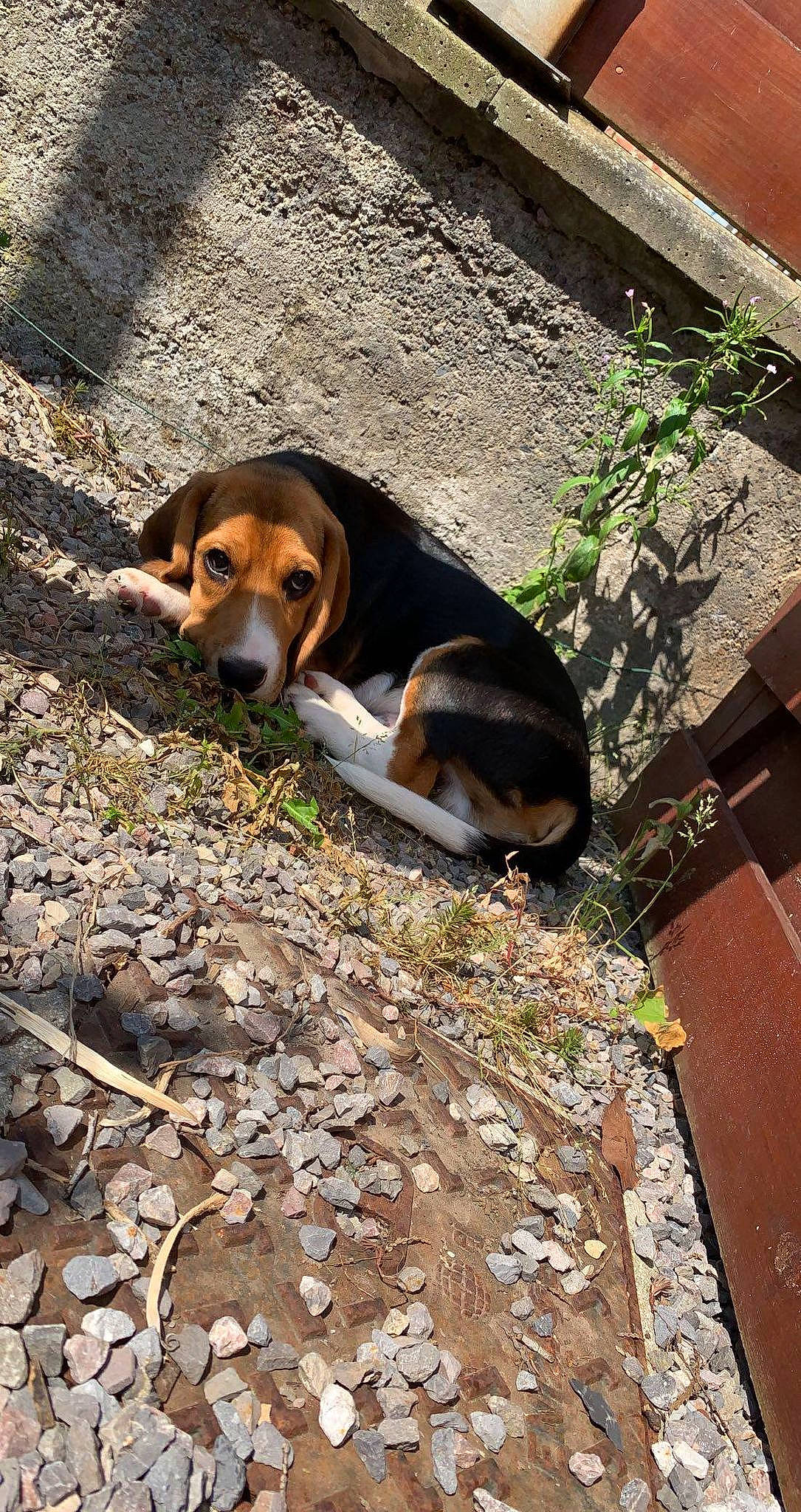 Shadow a rejoint le concours — aidez-le/la à gagner de superbes lots ! beagle_harrier, canidae, carnivore, companion_dog, dog, dog_breed, grass, hound, hunting_dog, plant, road_surface, rock, scent_hound, sidewalk, snout, soil, sporting_group, working_dog