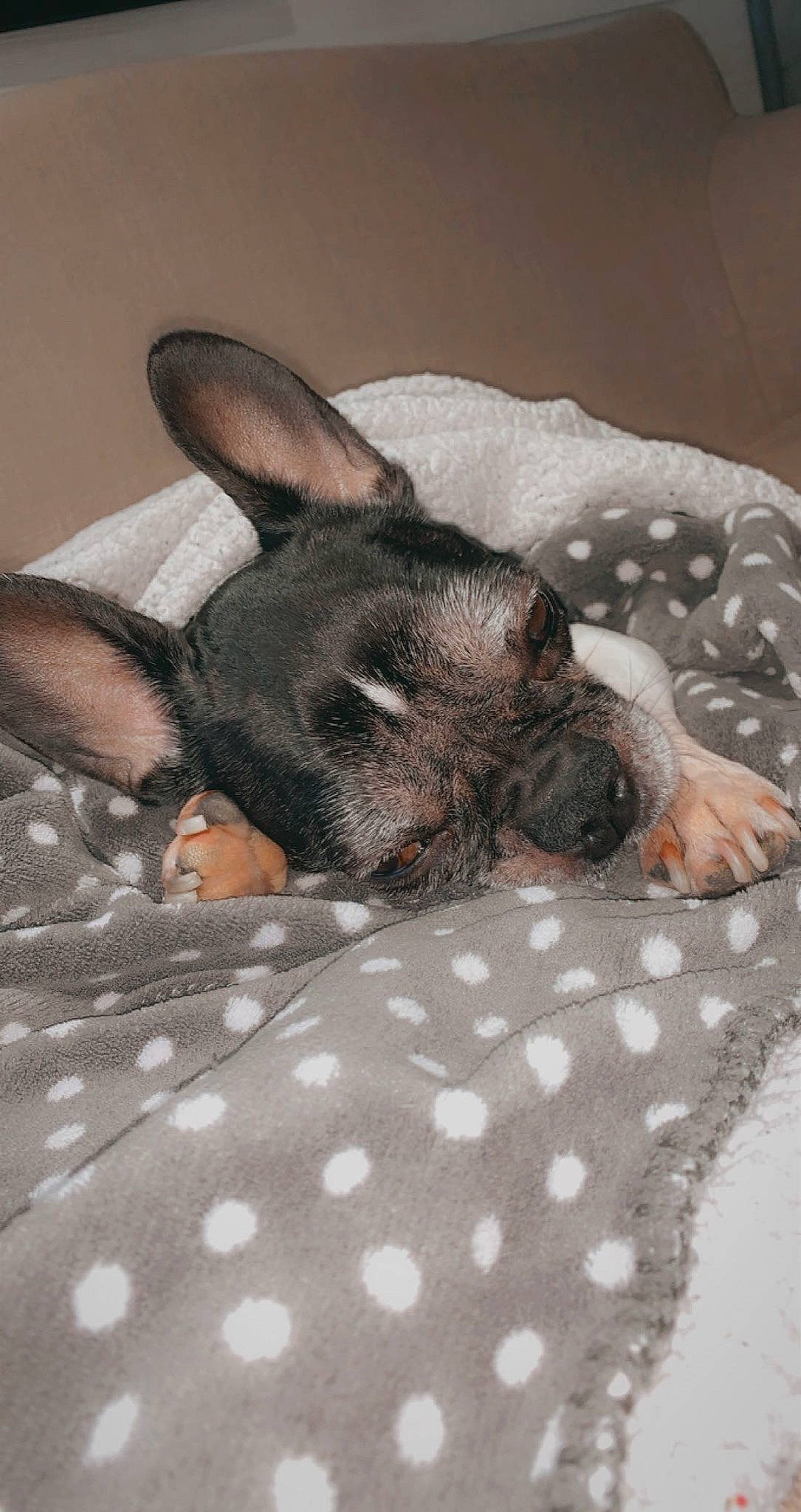 Guss participe au concours pour gagner de l'argent avec cette photo : canidae, carnivore, comfort, companion_dog, dog, dog_breed, ear, fawn, fur, grey, head, nap, pattern, paw, snout, sporting_group, tail, terrestrial_animal, toy_dog, whiskers