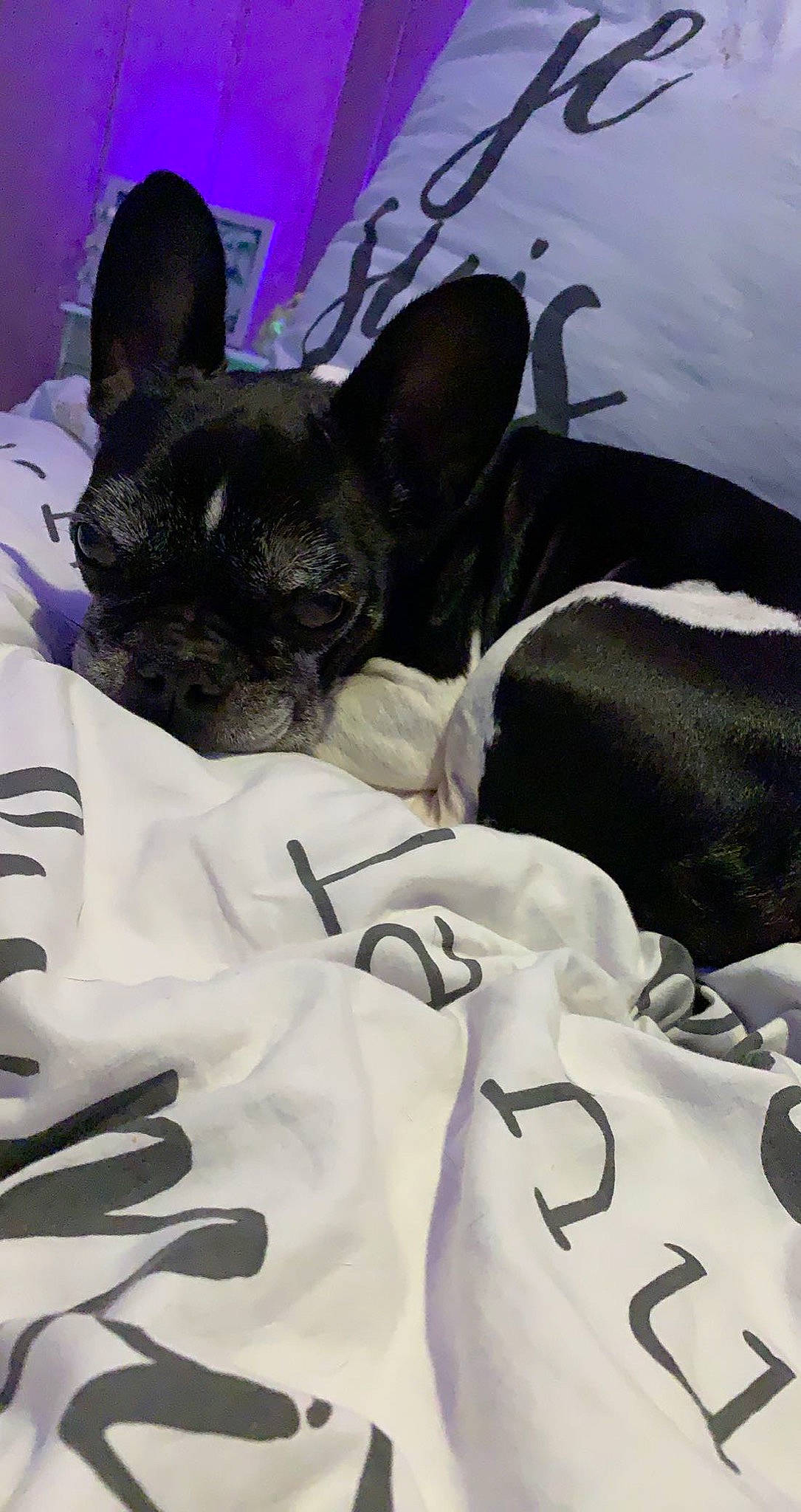 Guss participe au concours pour gagner de l'argent avec cette photo : bedding, canidae, carnivore, comfort, companion_dog, dog, dog_breed, ear, fawn, felidae, french_bulldog, grey, linens, nap, puppy, snout, sporting_group, toy_dog, whiskers, working_animal