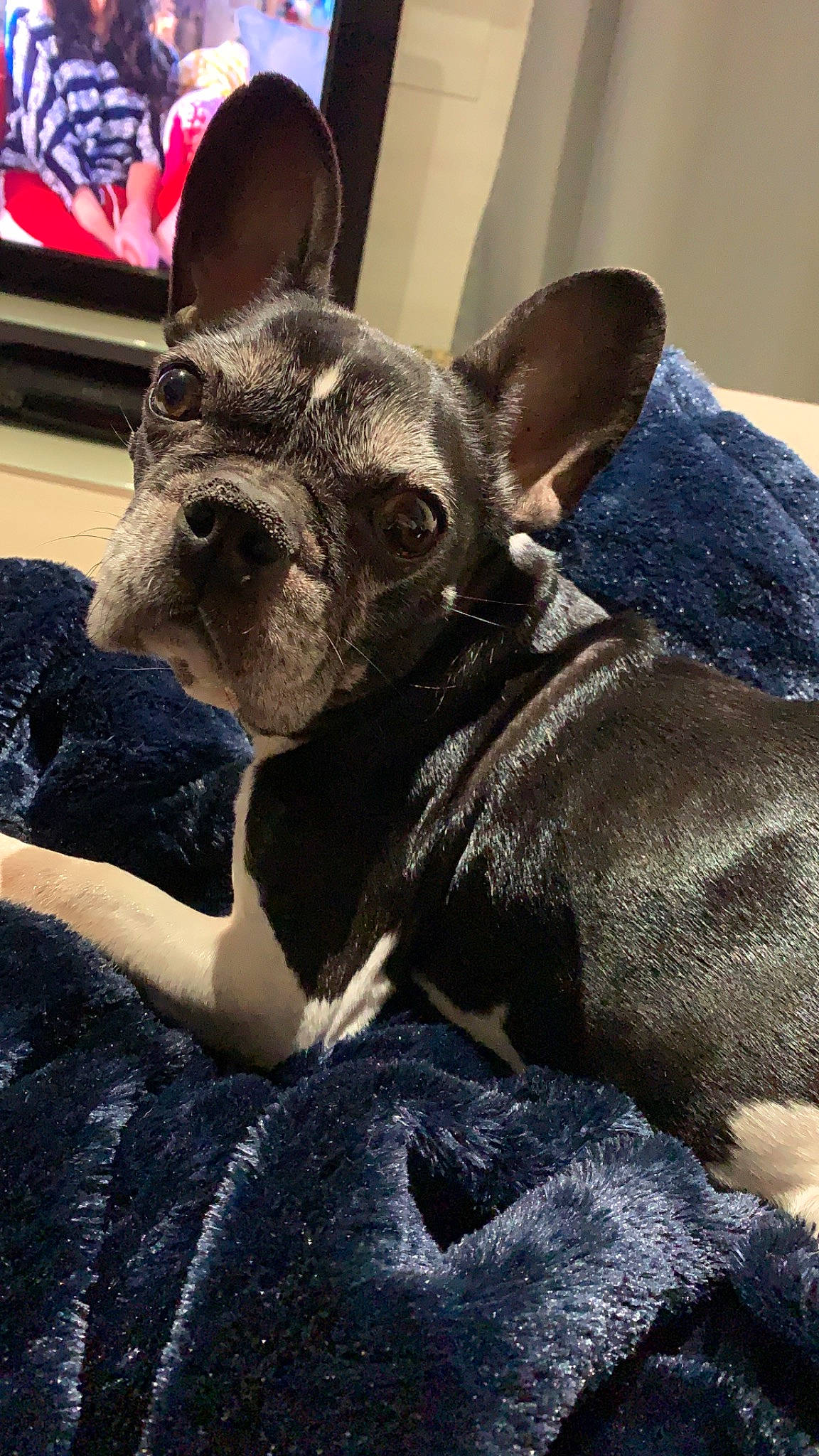 Guss a rejoint le concours — aidez-le/la à gagner de superbes lots ! canidae, carnivore, comfort, companion_dog, dog, dog_breed, ear, electric_blue, fawn, felidae, fur, grey, metal, snout, sporting_group, terrestrial_animal, toy_dog, vertebrate, whiskers, working_animal