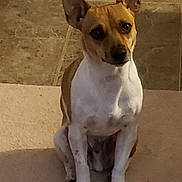Max is registered to the contest to win money with this photo: dog, small_dog, sitting, pointy_ears, short_hair, white_and_brown, pet, animal, portrait, indoors, floor, tile, steps, front_view, looking_at_camera, alert, cute, dark_eyes, upright_posture, warm_lighting