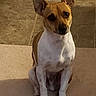 dog, small_dog, sitting, pointy_ears, short_hair, white_and_brown, pet, animal, portrait, indoors, floor, tile, steps, front_view, looking_at_camera, alert, cute, dark_eyes, upright_posture, warm_lighting