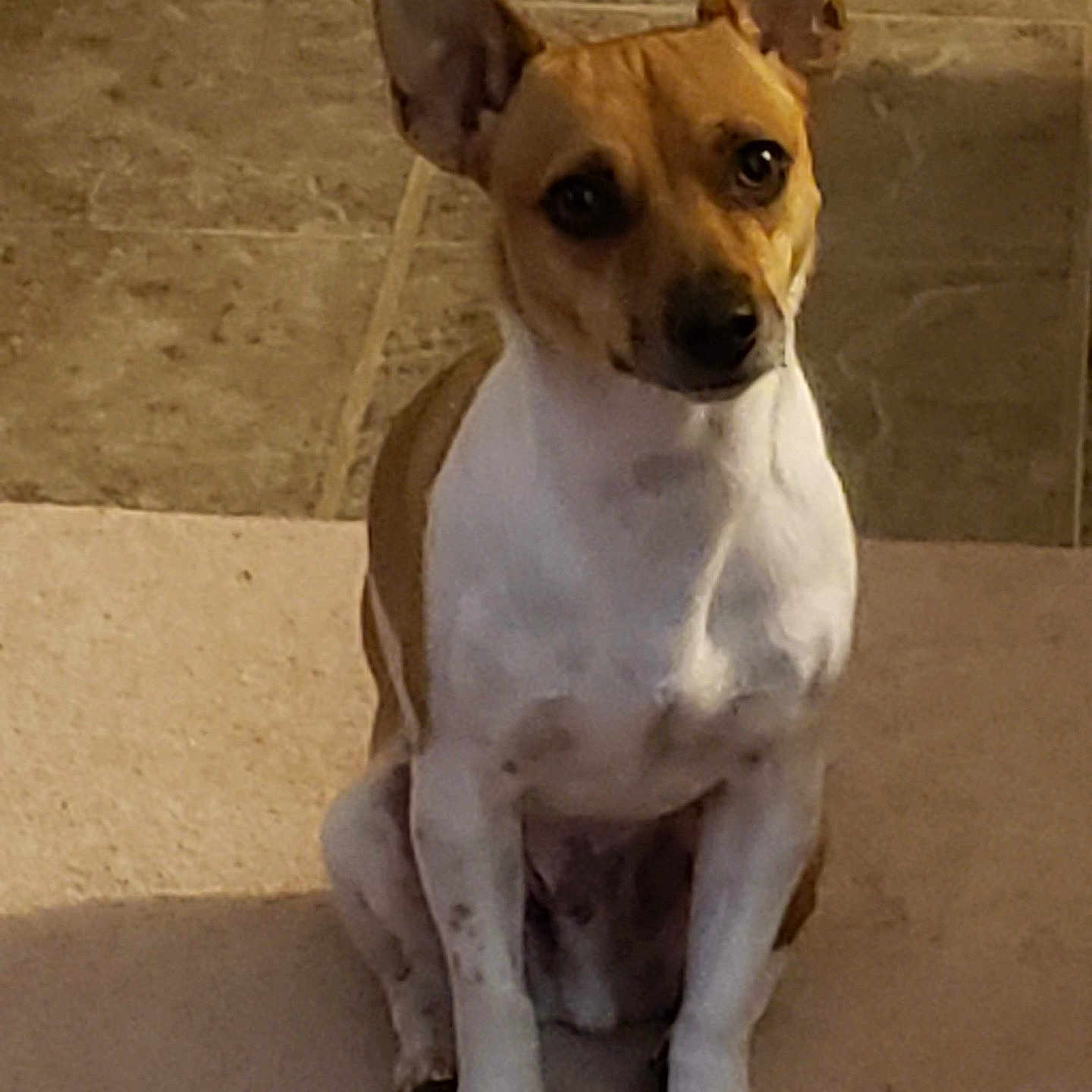 Max is registered to the contest to win money with this photo: dog, small_dog, sitting, pointy_ears, short_hair, white_and_brown, pet, animal, portrait, indoors, floor, tile, steps, front_view, looking_at_camera, alert, cute, dark_eyes, upright_posture, warm_lighting