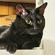 Mysterio joined the competition — help win amazing prizes! animal, black_cat, cat, close_up, curious, domestic_cat, door_hinge, ears, feline, fur, household, indoor, looking, paw, pet, resting, texture, whiskers, wood_panel, yellow_eyes