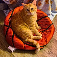 Lucky joined the competition — help win amazing prizes! animal, basketball_bed, blanket, cat, christmas_tree_pattern, cozy, cute, domestic_cat, feline, floor, gingerbread_pattern, home, indoor, looking_at_camera, orange_tabby, pet, pet_bed, relaxed, sitting, wooden_floor