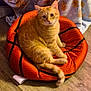 animal, basketball_bed, blanket, cat, christmas_tree_pattern, cozy, cute, domestic_cat, feline, floor, gingerbread_pattern, home, indoor, looking_at_camera, orange_tabby, pet, pet_bed, relaxed, sitting, wooden_floor