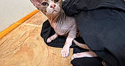 Loki joined the competition — help win amazing prizes! sphynx_cat, cat, pet, indoor, floor, tile, clothing, black_clothing, curious, wrinkled_skin, hairless_cat, ears, floor_tile, animal, feline, resting, looking, texture, cozy, wall