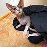 sphynx_cat, cat, pet, indoor, floor, tile, clothing, black_clothing, curious, wrinkled_skin, hairless_cat, ears, floor_tile, animal, feline, resting, looking, texture, cozy, wall