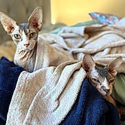 Loki joined the competition — help win amazing prizes! sphynx_cat, cat, pet, bed, blanket, indoor, feline, animal, resting, cozy, furless, ears, eyes, sleepy, snuggled, soft_lighting, warm_colors, domestic, cute, companion