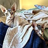 sphynx_cat, cat, pet, bed, blanket, indoor, feline, animal, resting, cozy, furless, ears, eyes, sleepy, snuggled, soft_lighting, warm_colors, domestic, cute, companion