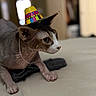 Loki joined the competition — help win amazing prizes! cat, sphynx_cat, hairless, indoor, hat, sombrero, pet, animal, closeup, feline, portrait, curious, soft_surface, ears, skin, cute, small_hat, animal_portrait, domestic_cat, resting