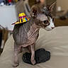 Loki is registered to the contest to win money with this photo: sphynx_cat, hairless_cat, cat, pet, sombrero, hat, indoor, furniture, blurred_background, beige, wrinkled_skin, curious, animal, domestic_cat, small_hat, cute, looking_sideways, bed, soft_lighting, funny_hat