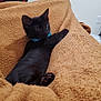 black_cat, kitten, blue_collar, blanket, cozy, indoor, pet, feline, cute, resting, fur, animal, domestic, lying_down, soft_texture, curious, young_cat, comfort, warm, relaxed