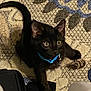 black_cat, kitten, blue_collar, toy, carpet, indoor, pet, playful, curious, animal, feline, paw, whiskers, ears, tail, closeup, young_cat, domestic_cat, small_animal, cute