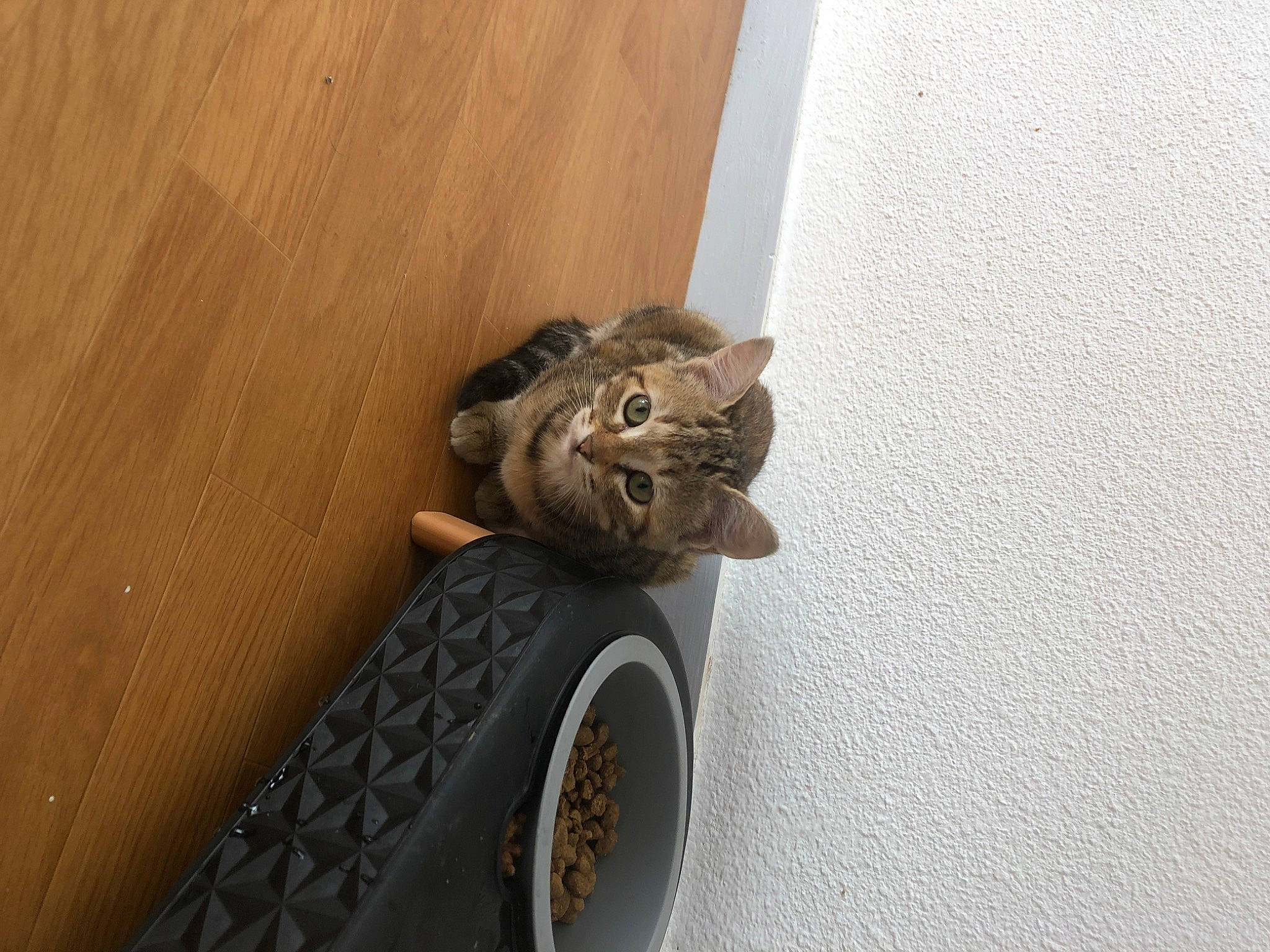 Caramel a rejoint le concours — aidez-le/la à gagner de superbes lots ! automotive_tire, carnivore, cat, ceiling, domestic_short_haired_cat, felidae, flooring, grey, hardwood, metal, outdoor_shoe, rim, sculpture, small_to_medium_sized_cats, synthetic_rubber, tail, terrestrial_animal, whiskers, wood, wood_stain