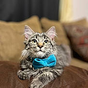 Winchester joined the competition — help win amazing prizes! animal, bow_tie, cat, closeup, couch, cushion, cute, domestic, ears, feline, fluffy, fur, indoor, mammal, pet, portrait, relaxed, resting, tabby, whiskers