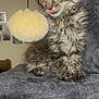 kitten, tabby, cat, pet, furry, young, playful, tongue_out, collar, bell, toy, indoor, furniture, gray, soft, cute, animal, whiskers, ears, curious