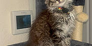 Winchester joined the competition — help win amazing prizes! kitten, cat, tabby, pet, indoor, feline, collar, cat_tree, fur, whiskers, curious, animal, domestic, cute, young, soft, gray, fluffy, perched, house