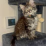 kitten, cat, tabby, pet, indoor, feline, collar, cat_tree, fur, whiskers, curious, animal, domestic, cute, young, soft, gray, fluffy, perched, house