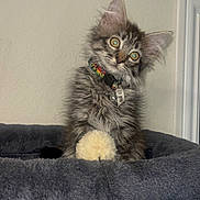 Winchester is registered to the contest to win money with this photo: kitten, cat, tabby, pet, animal, fur, collar, toy, cat_tree, indoor, curious, cute, feline, playful, small, young, furry, ears, whiskers, portrait