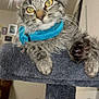 Winchester is registered to the contest to win money with this photo: animal, blue_collar, cat, cat_tree, closeup, curious, cute, domestic, fur, furniture, gray, indoor, kitten, paw, pet, relaxed, tabby, whiskers, yellow_eyes, young