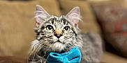 Winchester is registered to the contest to win money with this photo: animal, bow_tie, cat, closeup, couch, cushion, cute, domestic, ears, feline, fluffy, fur, indoor, mammal, pet, portrait, relaxed, resting, tabby, whiskers