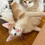 Paco participe au concours pour gagner de l'argent avec cette photo : kitten, cat, pets, fluffy, blanket, wooden_floor, cute, fur, animal, indoor, resting, playful, young, domestic_cat, whiskers, ears, eyes, nose, relaxing, cozy