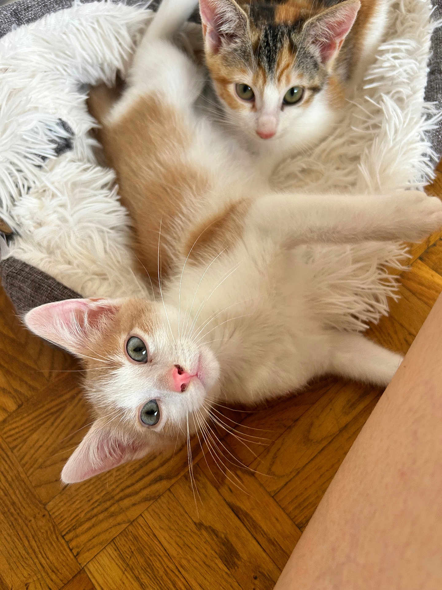 Paco participe au concours pour gagner de l'argent avec cette photo : kitten, cat, pets, fluffy, blanket, wooden_floor, cute, fur, animal, indoor, resting, playful, young, domestic_cat, whiskers, ears, eyes, nose, relaxing, cozy