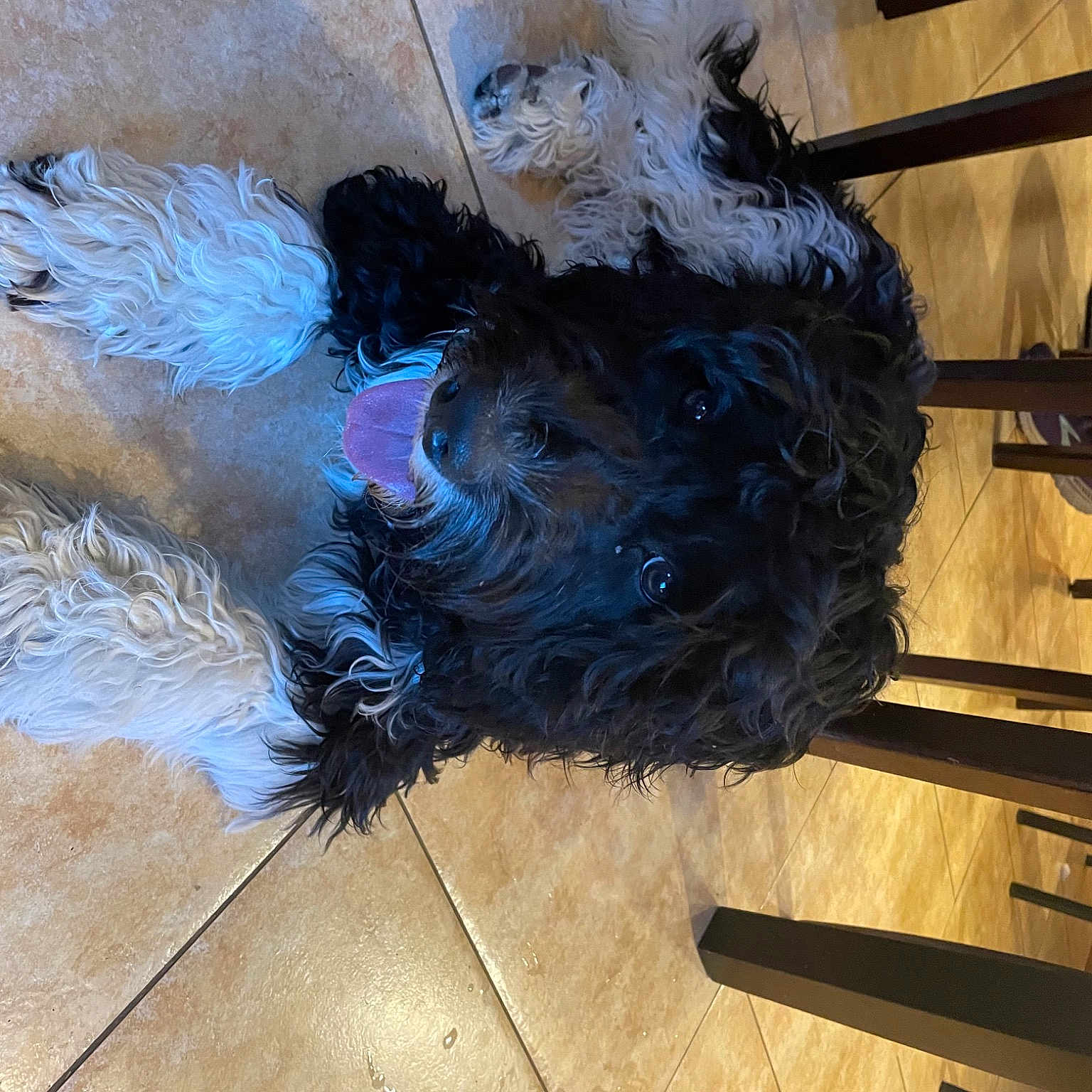 Mr. Noodles is registered to the contest to win money with this photo: art, beak, bird, concrete, electric_blue, feather, flooring, fur, hardwood, metal, natural_material, paint, painting, tail, tints_and_shades, visual_arts, wing, wood