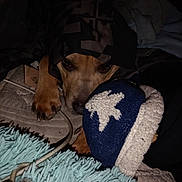Loc joined the competition — help win amazing prizes! animal, bed, blanket, canine, cap, clothing, couch, cushion, dog, face, furniture, glove, hat, head, homedecor, hound, person, pet, puppy, sleeping
