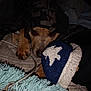 animal, bed, blanket, canine, cap, clothing, couch, cushion, dog, face, furniture, glove, hat, head, homedecor, hound, person, pet, puppy, sleeping