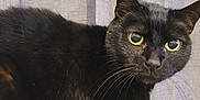 Willow is registered to the contest to win money with this photo: cat, black_cat, whiskers, green_eyes, close_up, indoor, curtain, fabric, fur, pet, feline, portrait, sitting, ears, paw, nose, couch, home, curious, attention