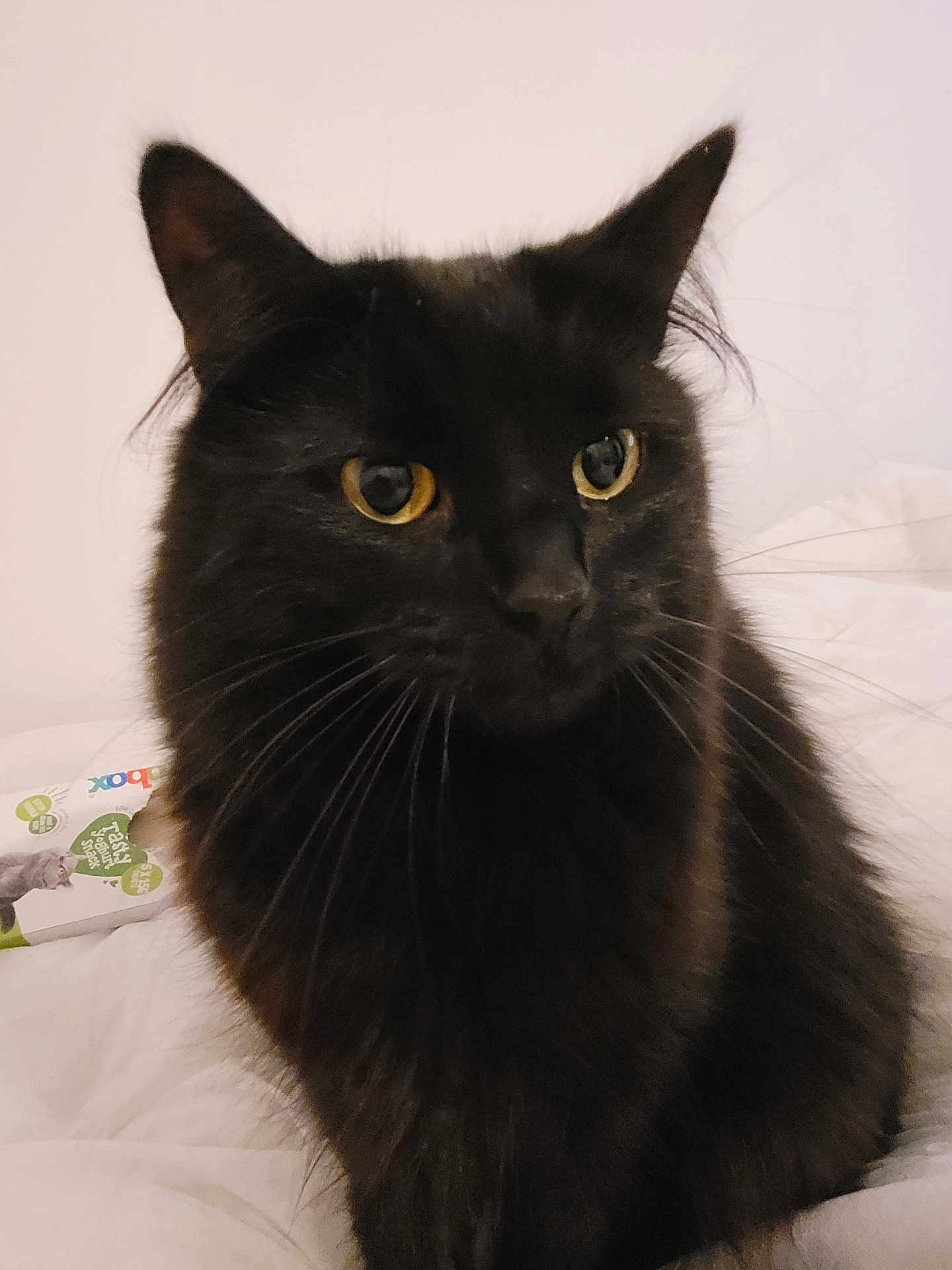 Bonnie joined the competition — help win amazing prizes! black_cat, cat, pet, feline, whiskers, yellow_eyes, closeup, portrait, indoor, bed, bedding, fur, ears, nose, curious, sitting, domestic_animal, soft_lighting, calm, box