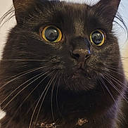 Bonnie joined the competition — help win amazing prizes! bell, black_cat, black_fur, cat, close_up, collar, curious, domestic_cat, ears, eyeshine, feline, fur, indoor, macro, nose, pet, portrait, reflection, whiskers, wide_eyes