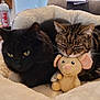 Bonnie is registered to the contest to win money with this photo: cat, tabby_cat, black_cat, plush_mouse, stuffed_toy, pet_bed, blanket, cozy, whiskers, sleepy, companions, indoor, living_room, couch, close_up, fur, eyes, ears, relaxed, cute